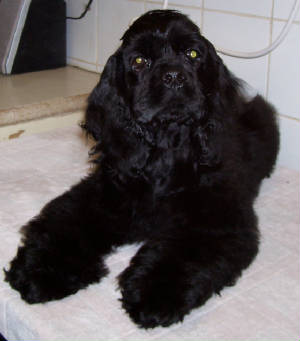 jezzabel14wks.jpg