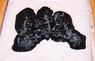 2ndlitter.jpg