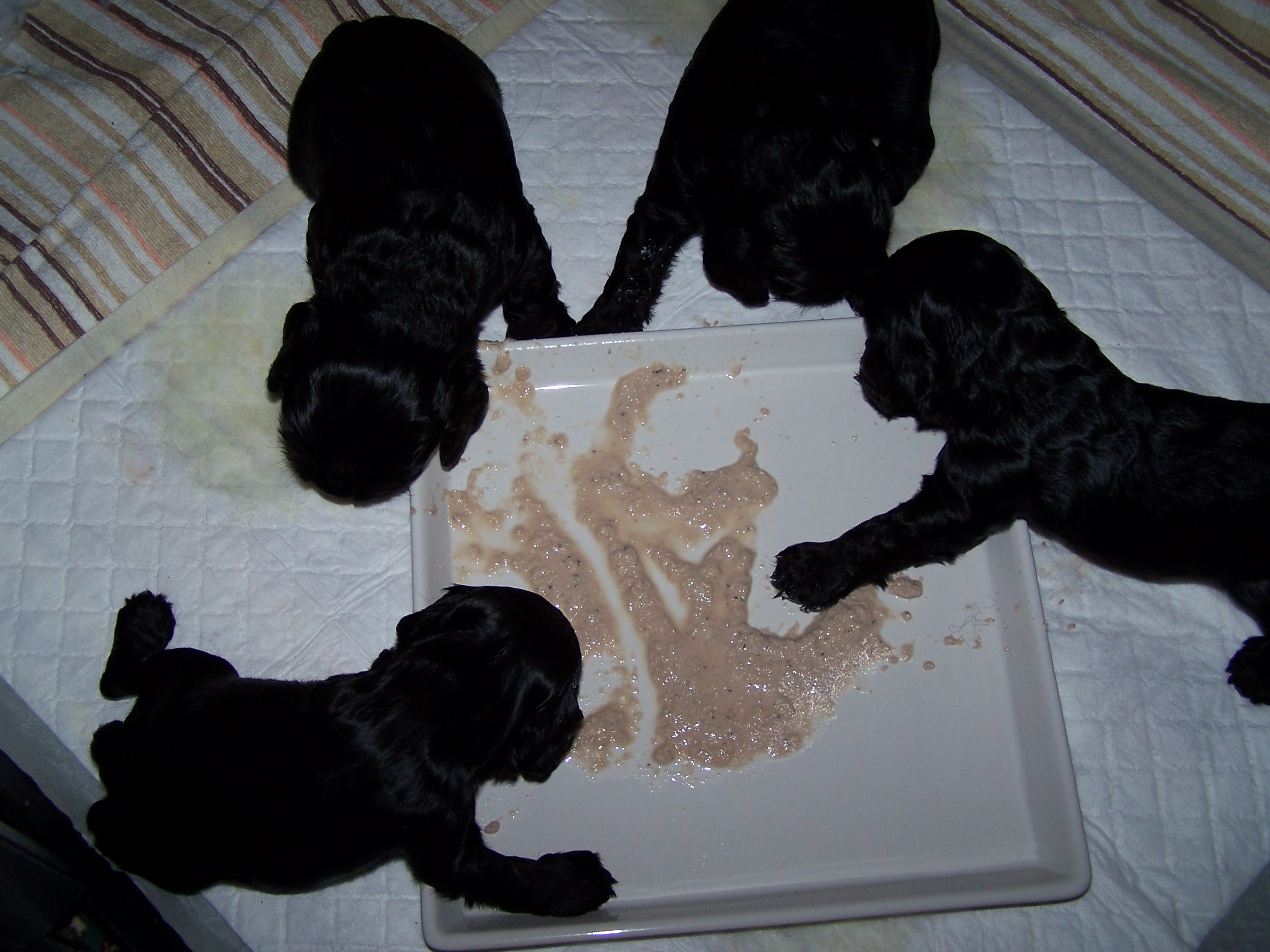 feeding4.jpg