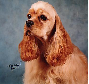 stella.jpg